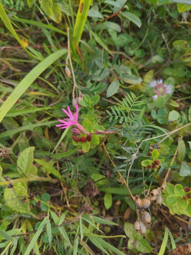 ragged-robin
