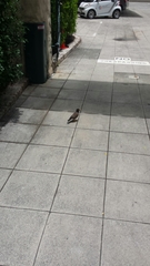 Acridotheres tristis