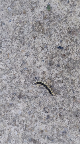 Fall Webworm Moth