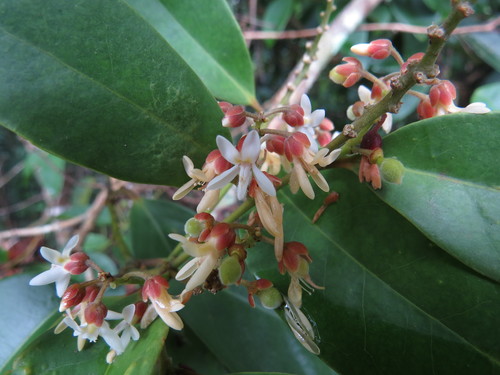 Image of Xanthophyllum octandrum by no rights reserved