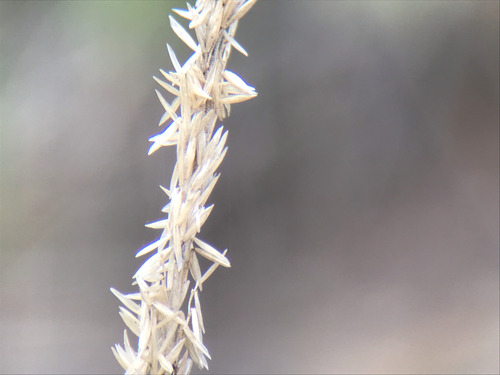 Koeleria glauca, 2026-09-12