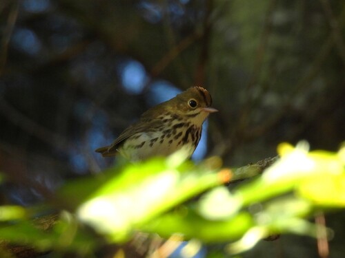 Ovenbird