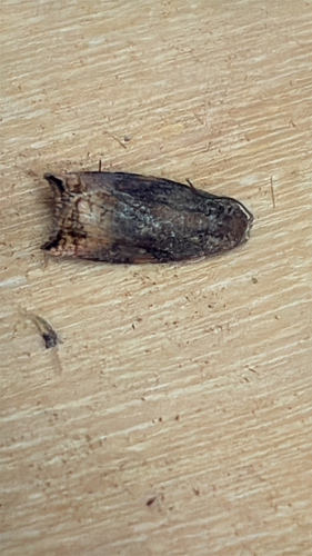 Large Fruit-tree Tortrix