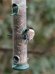 Poecile montanus