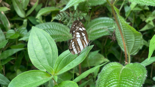 Common Sailer