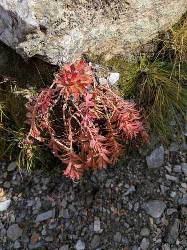 Rhodiola rosea, photograph 1