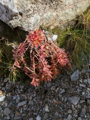 Rhodiola rosea