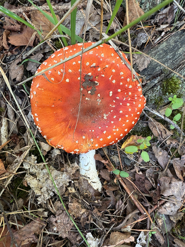 Fly Agaric