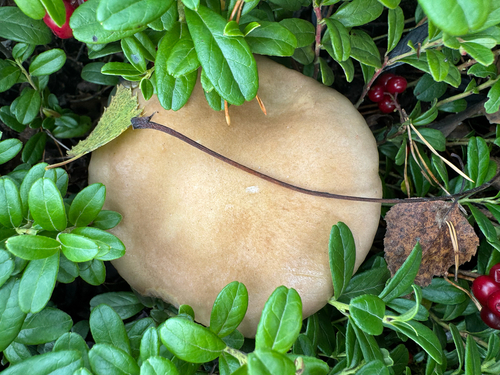 Conifer roundhead