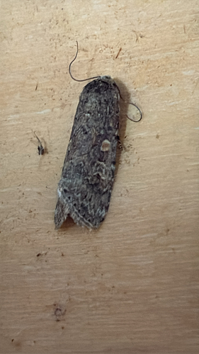 Beet Armyworm Moth