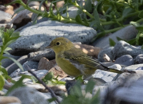 Northern Yellow Warbler