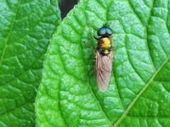 Chloromyia formosa