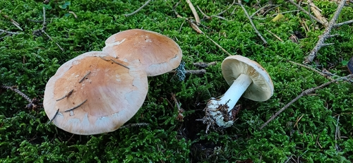 white webcap