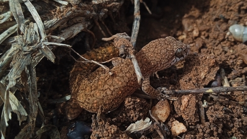 Reticulate Leaf-toed Gecko