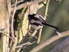 Aegithalos caudatus