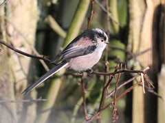Aegithalos caudatus