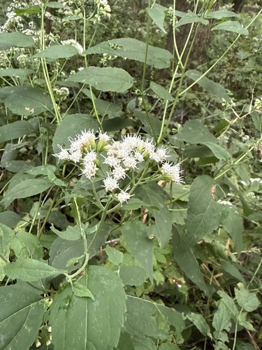white snakeroot