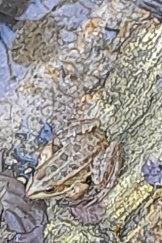 Marsh Frog
