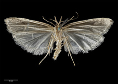 Carposinidae