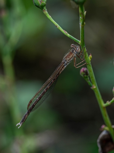 Siberian Winter Damsel