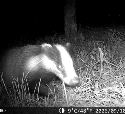European Badger