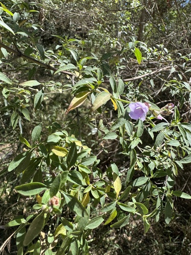 Prostanthera ovalifolia, 2026-09-19
