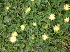 Trifolium fucatum