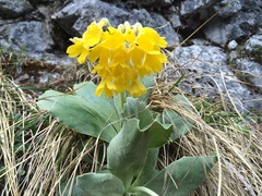 Primula auricula auricula
