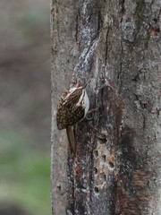 Certhia familiaris