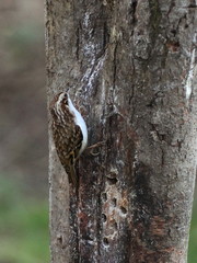 Certhia familiaris