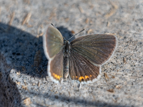 Short-tailed Blue