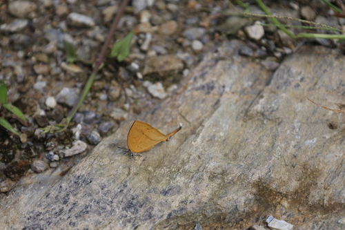 Common Yamfly