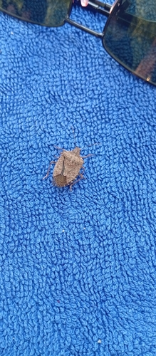 Brown Marmorated Stink Bug