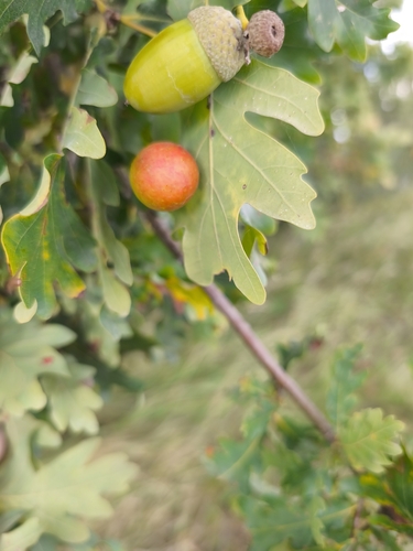 Cherry Gall Wasp