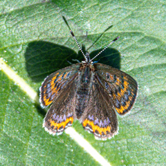 Lycaena helle