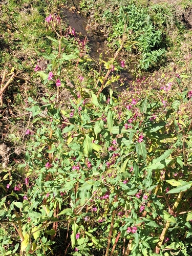 Himalayan balsam