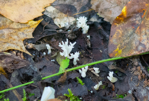 white coral fungus