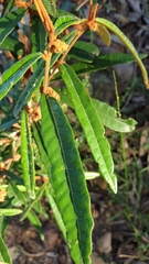 Lasiopetalum ferrugineum