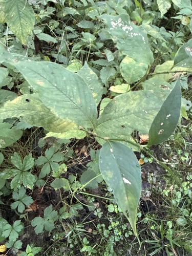 American jumpseed