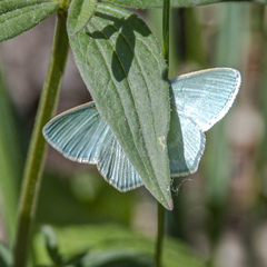 Chlorissa viridata