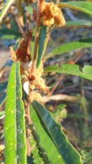 Lasiopetalum ferrugineum