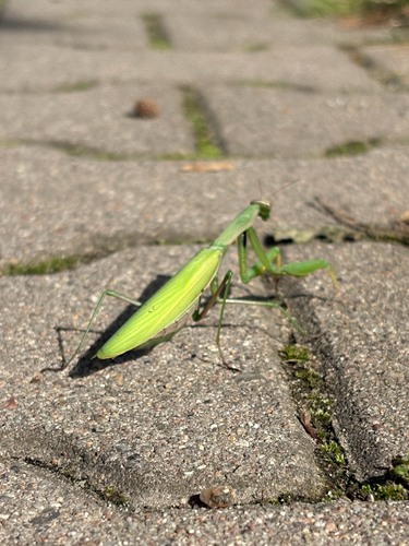 European Mantis