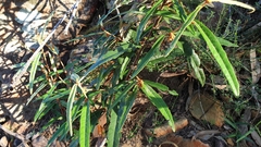 Lasiopetalum ferrugineum