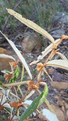 Lasiopetalum ferrugineum