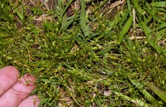 Isolepis carinata