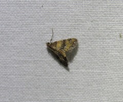 Elophila difflualis