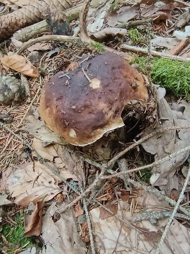 King Bolete