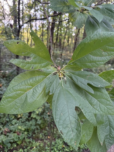 sassafras