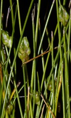 Isolepis carinata