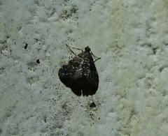 Elophila difflualis